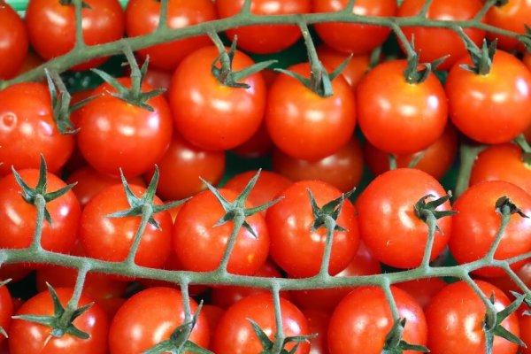 The,Cherry,Tomato,(scientific,Name:,*solanum,Lycopersicum*,Var.,*cerasiforme*),Is