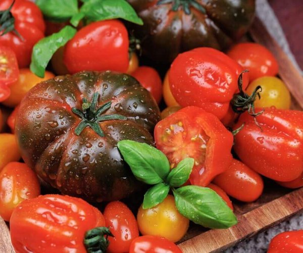 tomates (3)