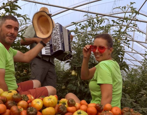 tube-ete-tomates